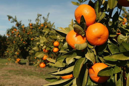 Yunmeng Mountain Fruit Harvest Festival